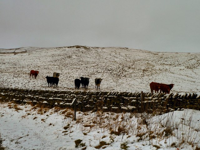 Hill Cattle