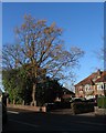 Oak, Broad Lane