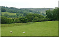 Pasture and woodland south of Tynygraig, Ceredigion