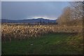 Towards the Malvern Hills