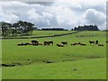 NY9153 : Pastures west of Lilswood Farm by Mike Quinn
