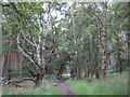 Woodland path near Viewley