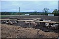 19 Gales Farmhouse Foods outdoor free range Pigs