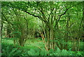 Coppiced trees, Brookham Plantation