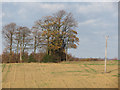 Fields near Great Hordon Farm