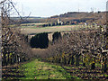 Orchards near Bell Farm Barn