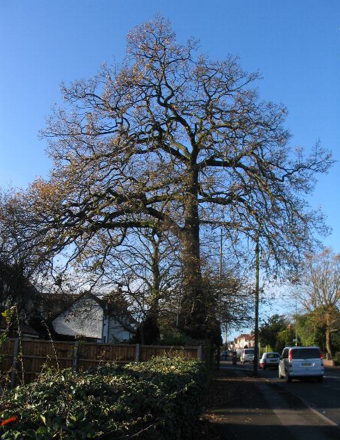 Oak, Broad Lane