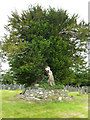 SN7465 : Yew tree in the churchyard at Strata Florida by Phil Champion
