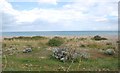 Pioneer Vegetation on the beach