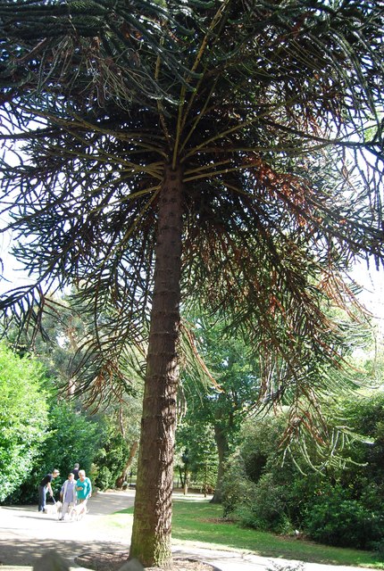 Ginkgo, Christchurch Park