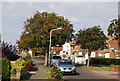 Chestnut Tree, Chestnut Avenue