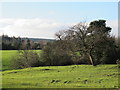 Pastures and woodland around Boghall Burn