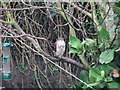 Sparrow-hawk waiting for lunch