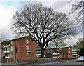 Oak, Crown Lane