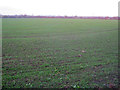 Arable land near Ladbroke - 2