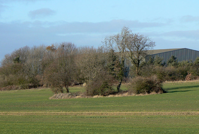 Field pond near Burton