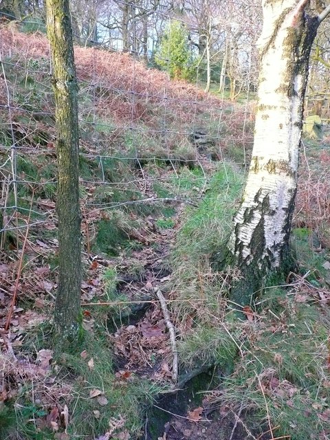 Suspected animal track, Paper Mill Wood