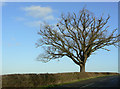 Dying oak with nests