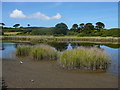 Nature reserve and pool inland from Porth Hellick