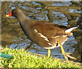 Moorhen by the Paddington Arm, Grand Union Canal