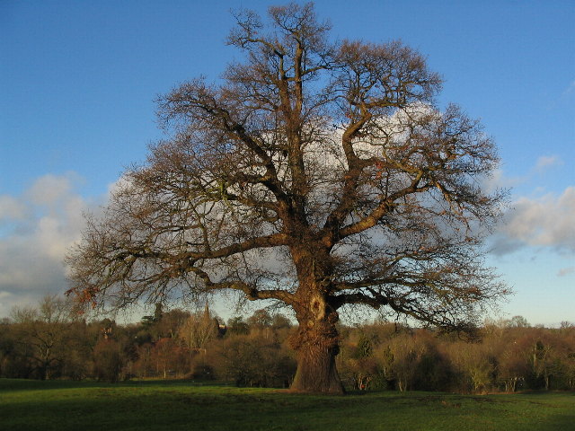 Allesley park Tree