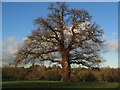 SP3080 : Oak tree, Allesley Park by E Gammie
