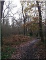 Path in Beaulieu Heights Woodland