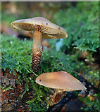 SD5201 : Fungi in Billinge Plantation by Gary Rogers