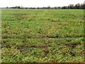 Winter cereals on the edge of Sherburn in Elmet