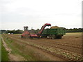 Gathering in the onion harvest at Bures