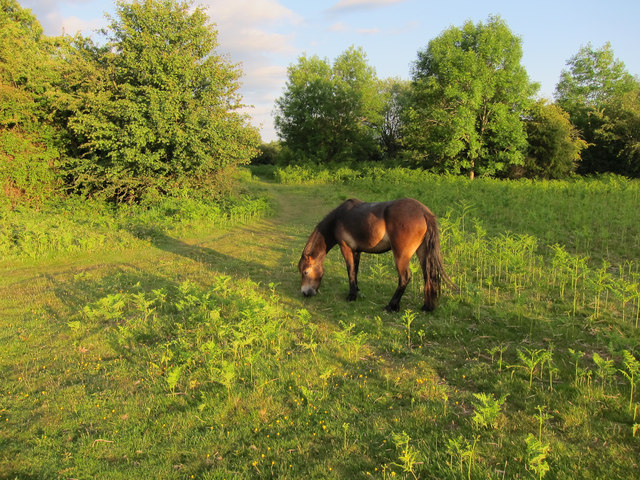 Exmoor Pony on Ewyas Harold Common