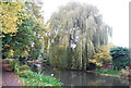 Weeping Willow, Basingstoke Canal