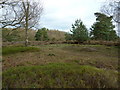 Heathland on the top of Stonepit Hill