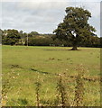 Field on the north side of Grange Farm near Glasbury