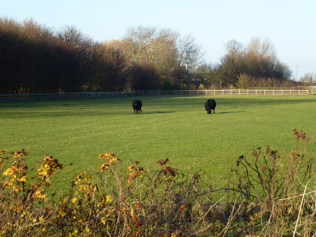 Cattle paddock near Irby Hall