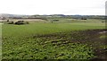 Grassland near Largie