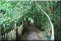 Wooded path, Springhead