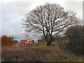 Tree at Foxholes