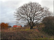 SJ9493 : Tree at Foxholes by Gerald England