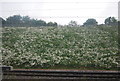 A flowering railway embankment