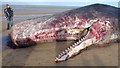 TF6842 : Dead sperm whale at Old Hunstanton - Christmas Day 2011 by Richard Humphrey