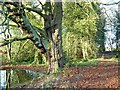 Forest path, with impressive horse chestnut tree