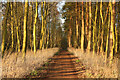 SK6372 : The Dukeries Trail by Richard Croft