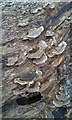 Fungus on a log, Coupar Angus