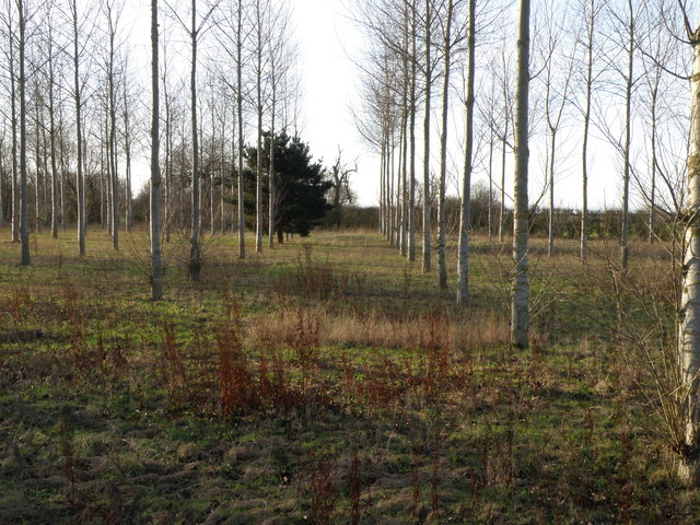 A stand of Poplar trees