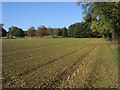 Footpath heading towards Littleworth Corner