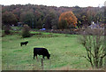 Grazing land, Far Souracre