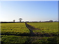 Bridleway to The Greenways