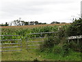 A crop of maize on the corner of Grange Road