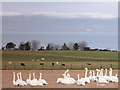 NH9083 : Whooper swans near Wester Seafield by sylvia duckworth